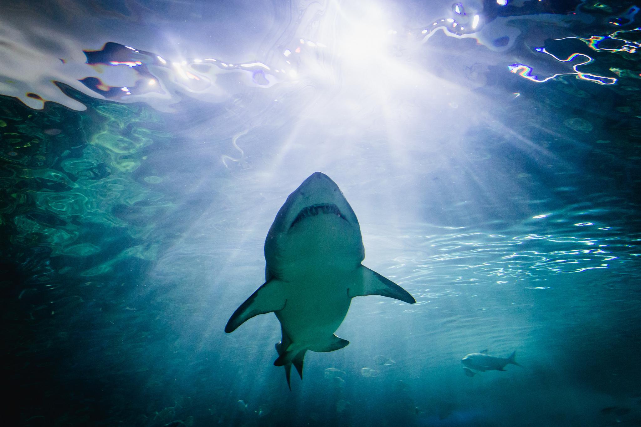 A shark at the Ripley's Aquarium of Canada