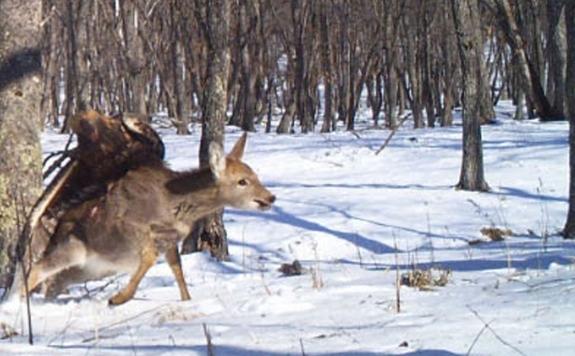 deerII.jpg