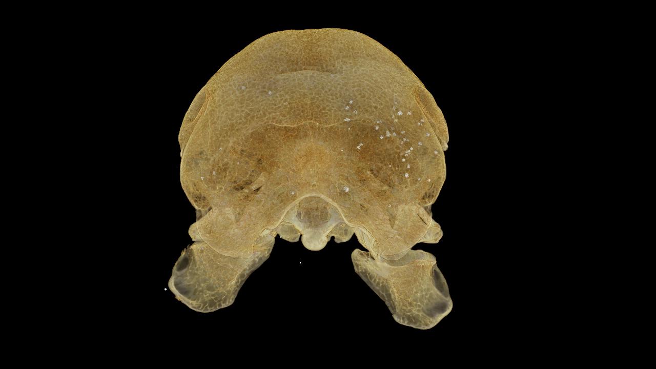 Dodo Skull