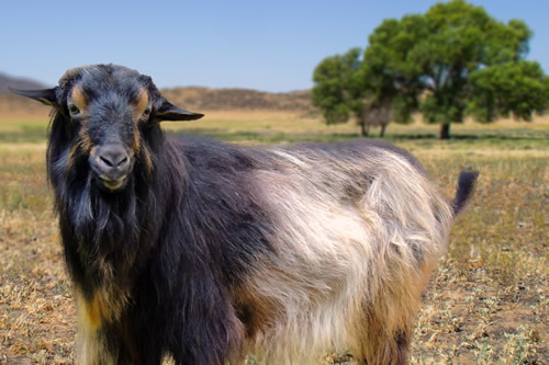 papadum_goat.jpg