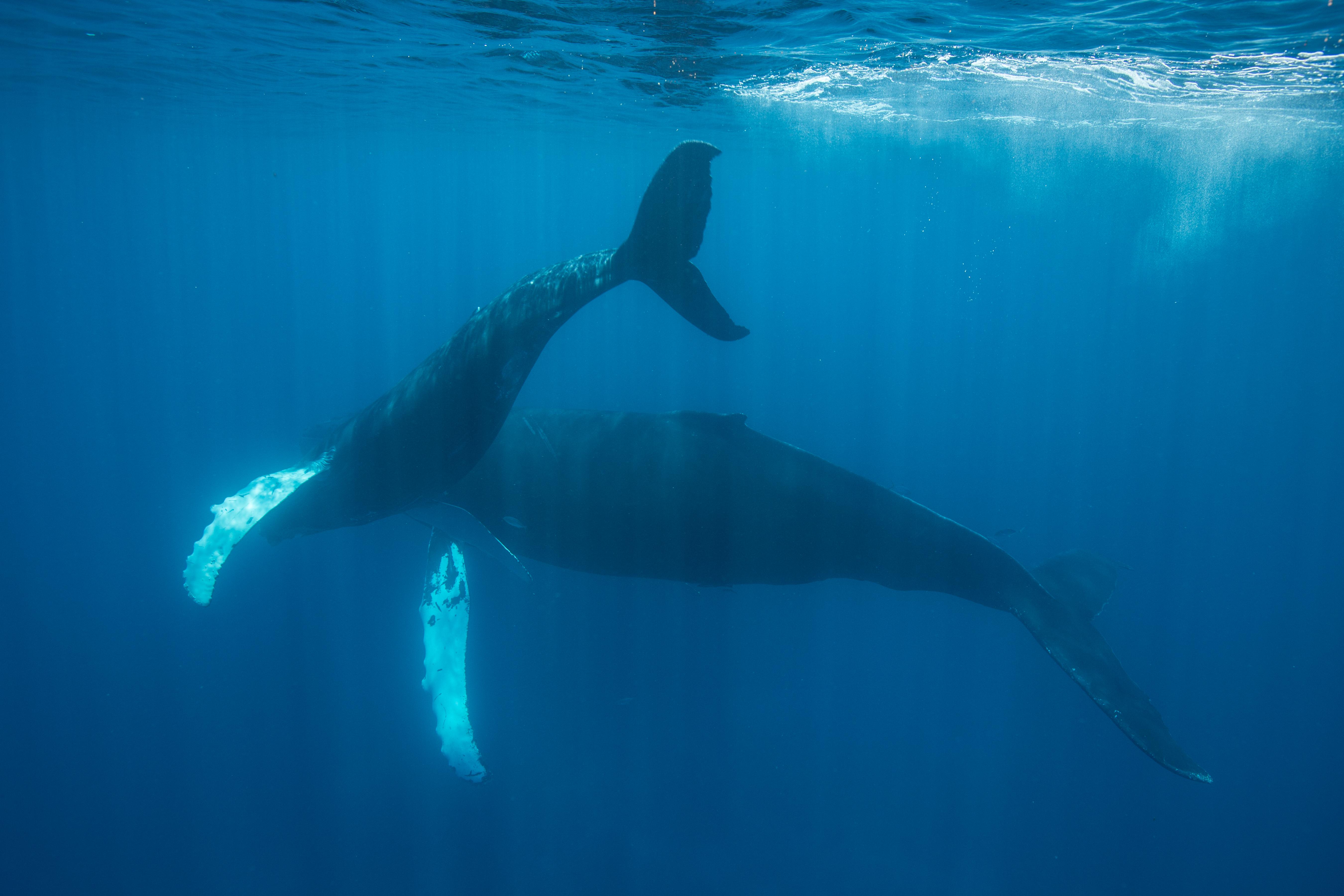 Mother and Calf Whale