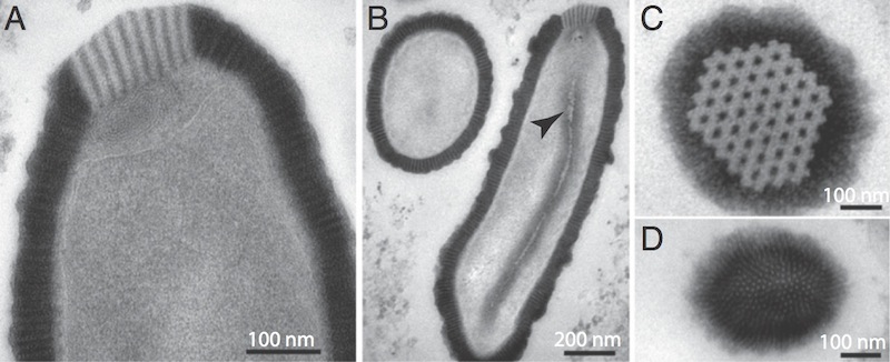 virus detail.jpg