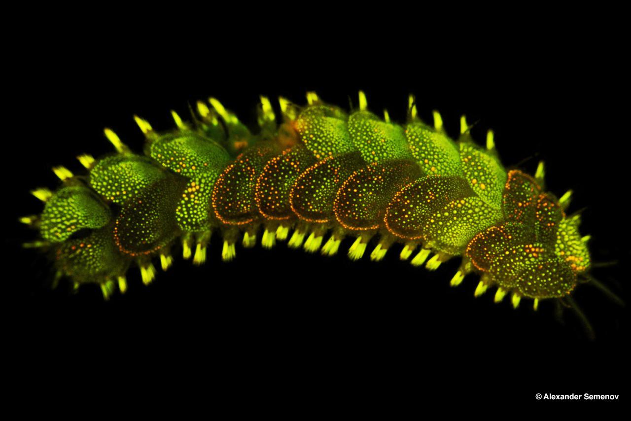 Lepidonotus squamatus 03 watermark.jpg