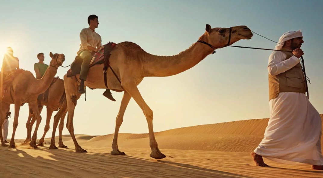 Abu Dhabi Camel Ride