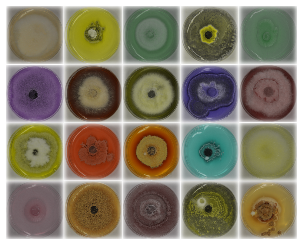 Researchers screened a number of fungi