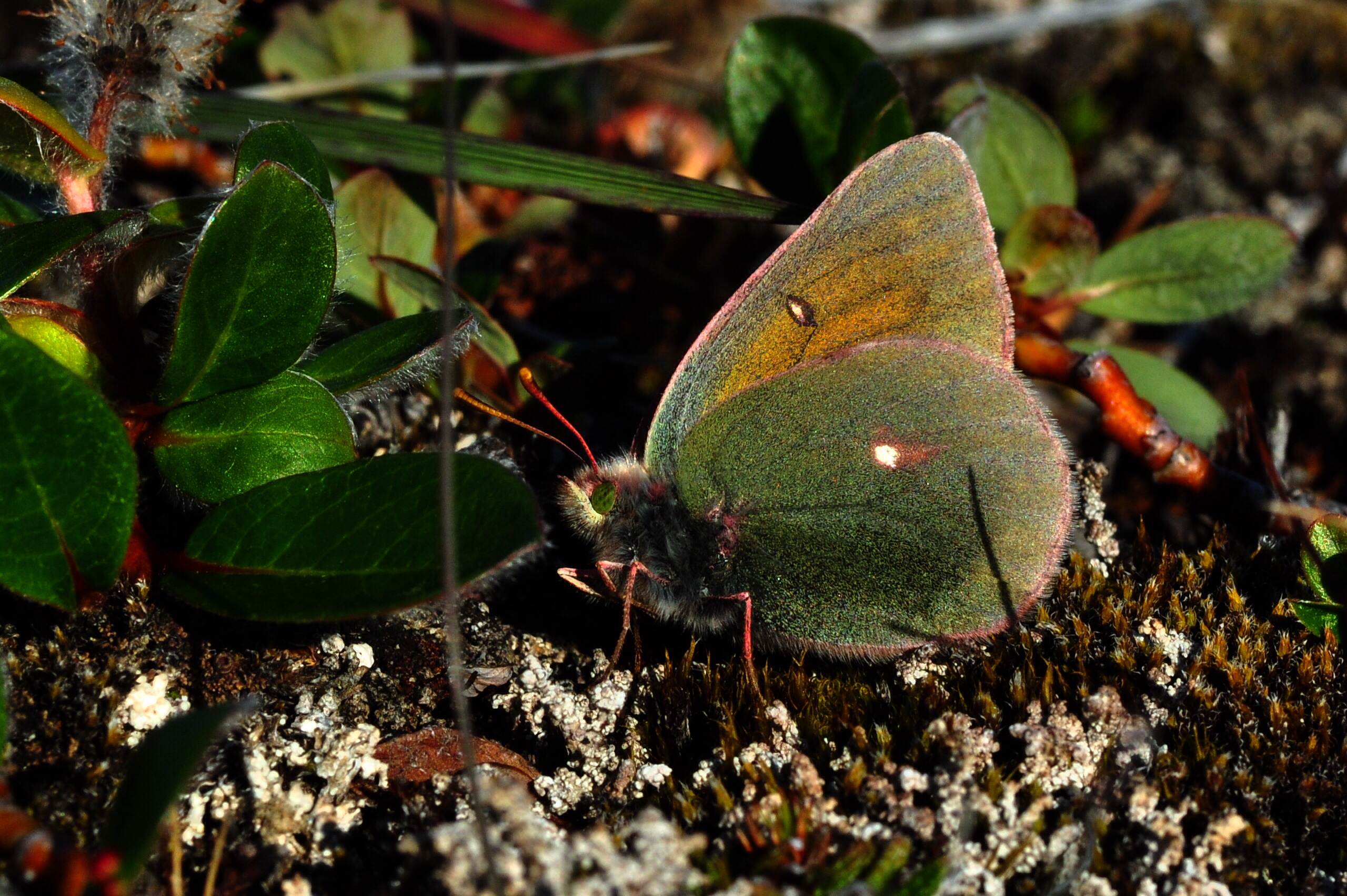Colias hecla.JPG