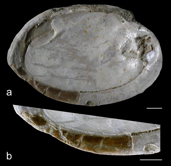 Shell tool