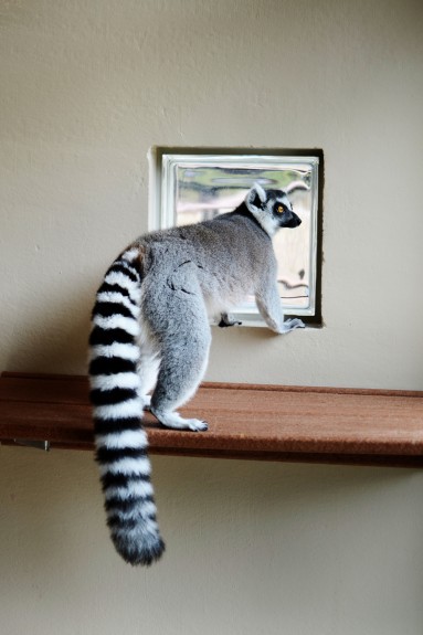 02_01_2013_ring-tailed-window-e1359729886368.jpg
