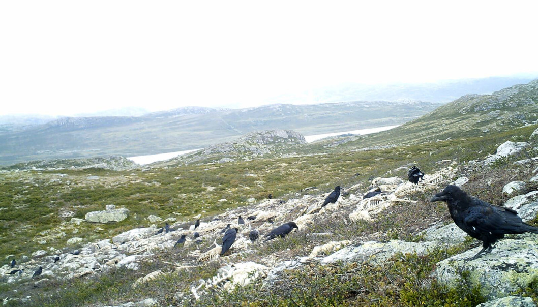 birds Norwegian Natl Conservation Auth.jpg