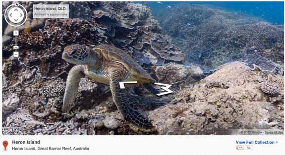 turtle-575.jpg