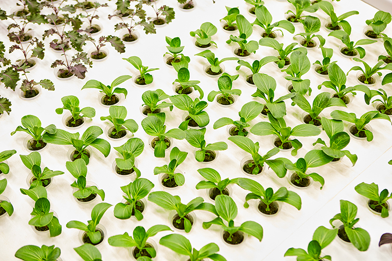 Baby-bok-choy.jpg