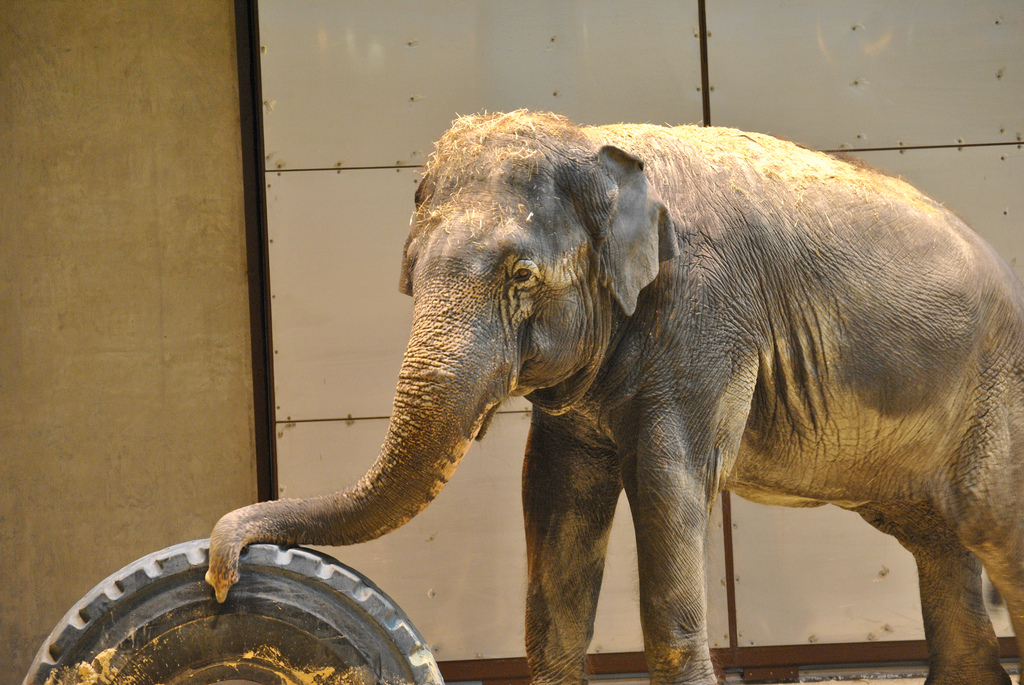 Research into animal behavior