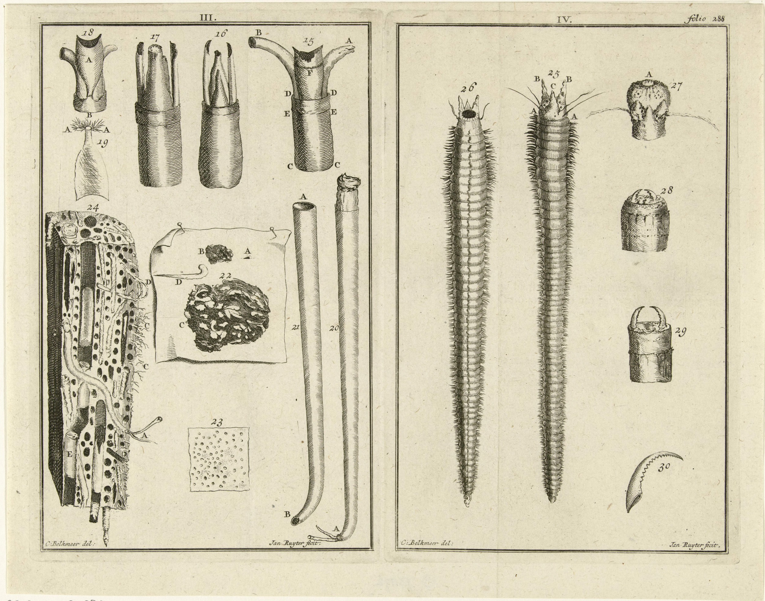 worms-etching-shipworms.jpg