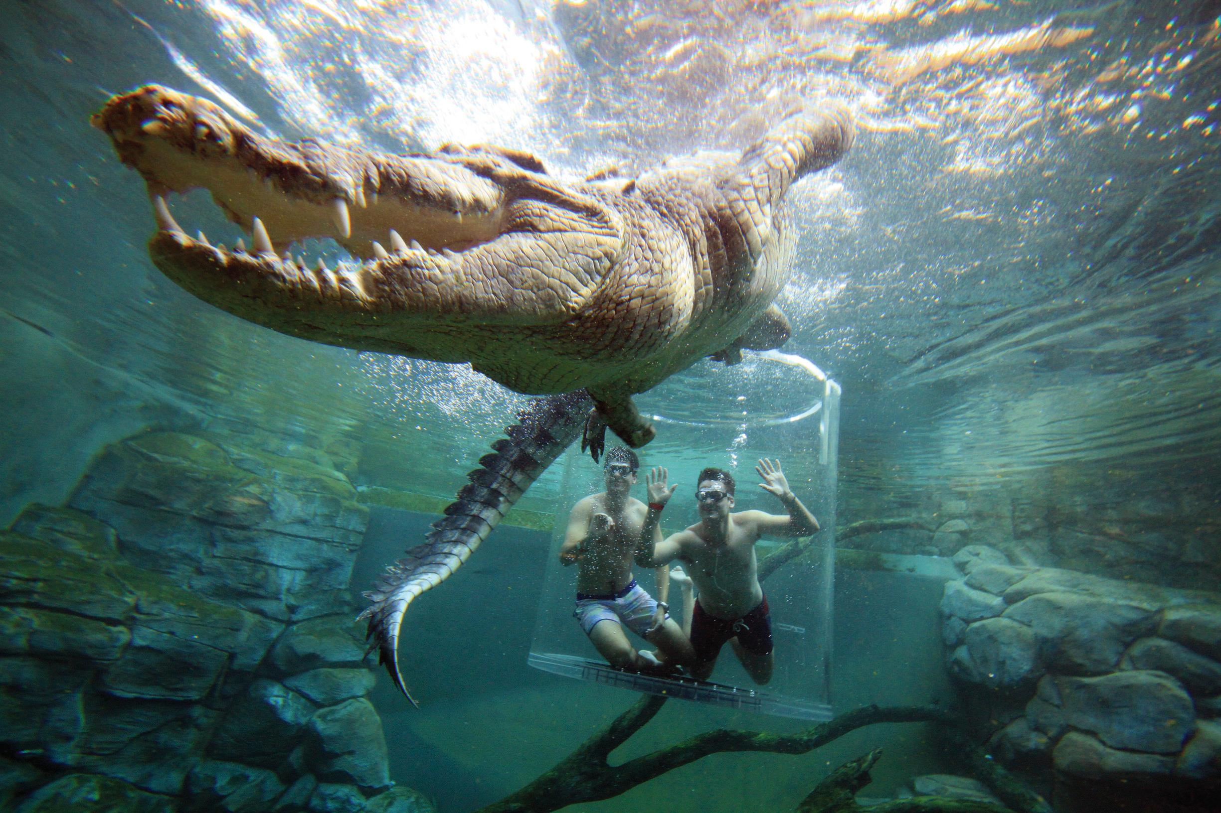 Crocosaurus Cove.jpg