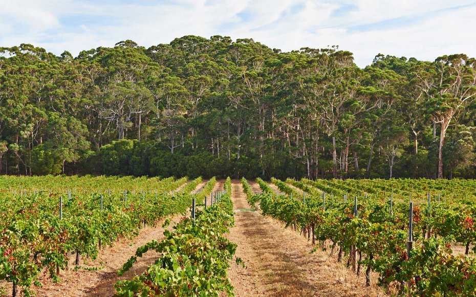 Courtesy of Leeuwin Estate