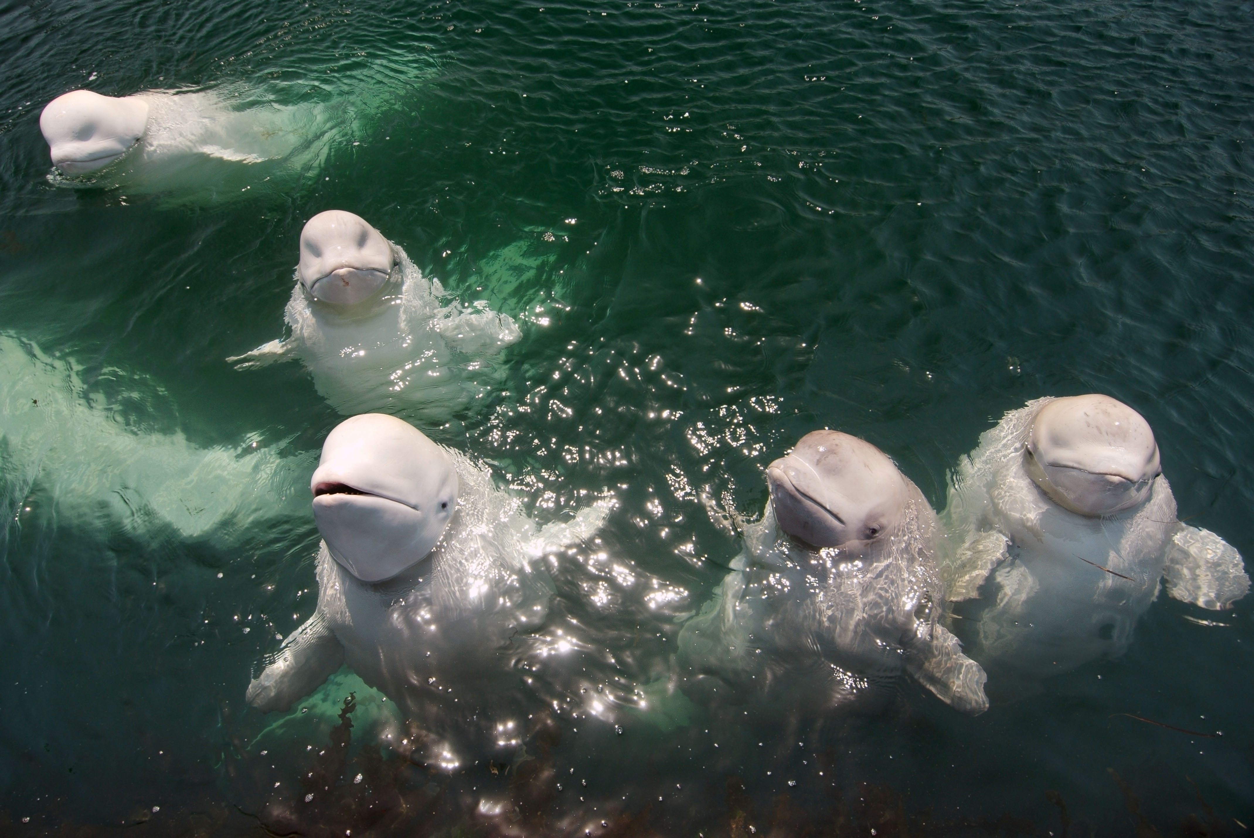 Beluga whales from the same families usually return to the same summer