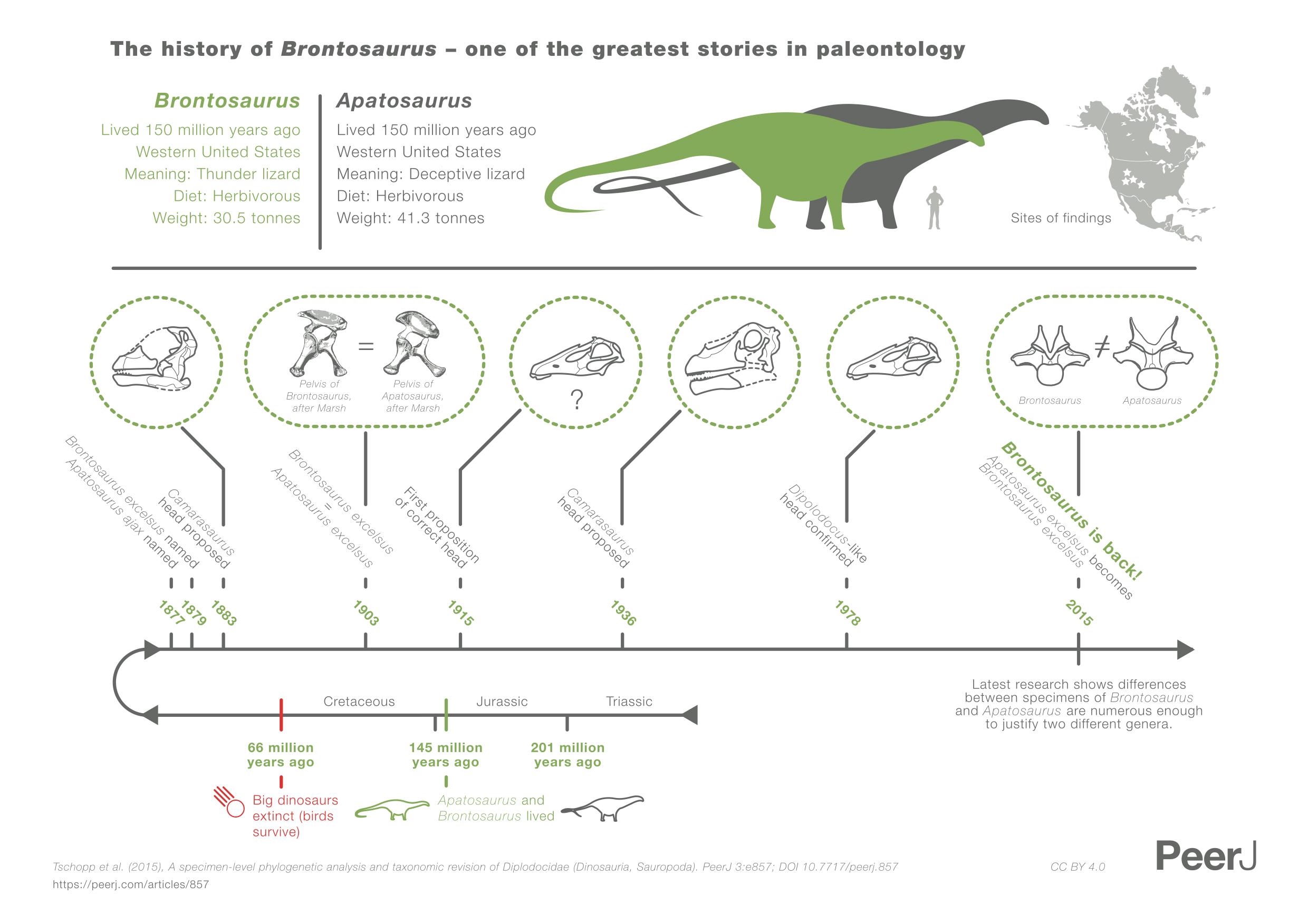 Brontosaurus_infographic_NoText_HRes copy.jpg