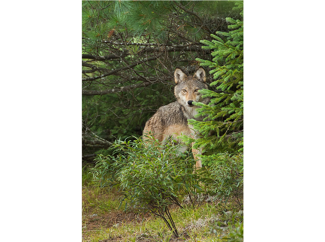 Algonquinwolfbehindspruce.jpg