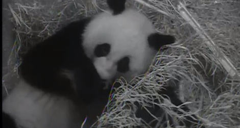 20120924102027Panda_Thumb2.jpg