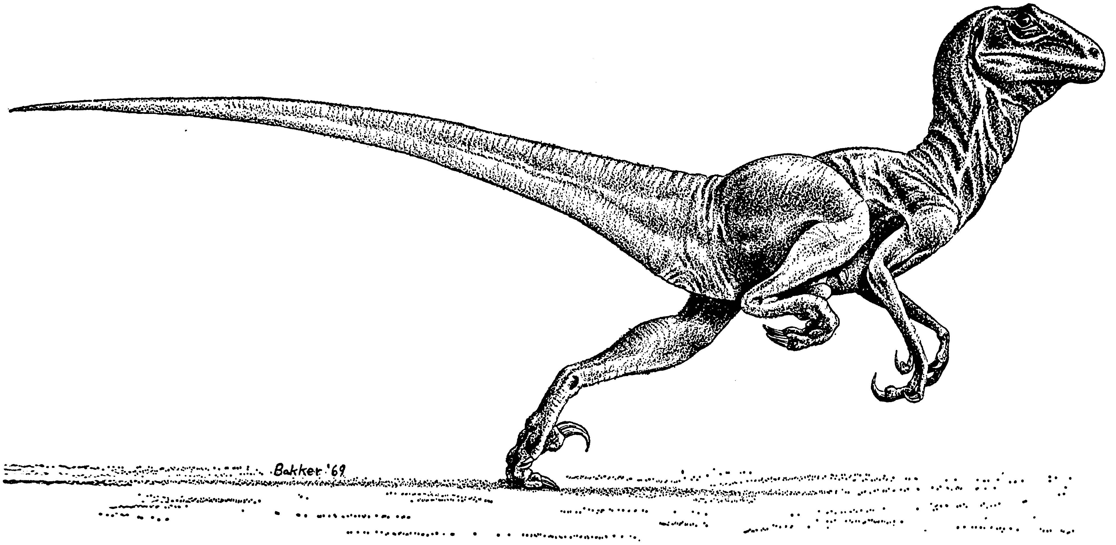 Deinonychus, 1969