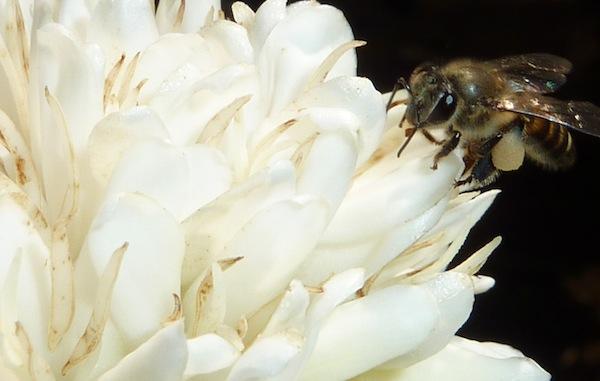 A honeybee drinks nectar from a coffee flower.