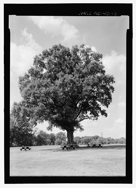 War of 1812 Willow Oak.jpg