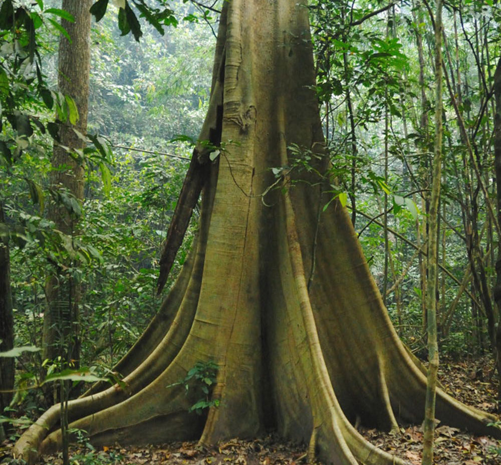 Tree Carbon Sink
