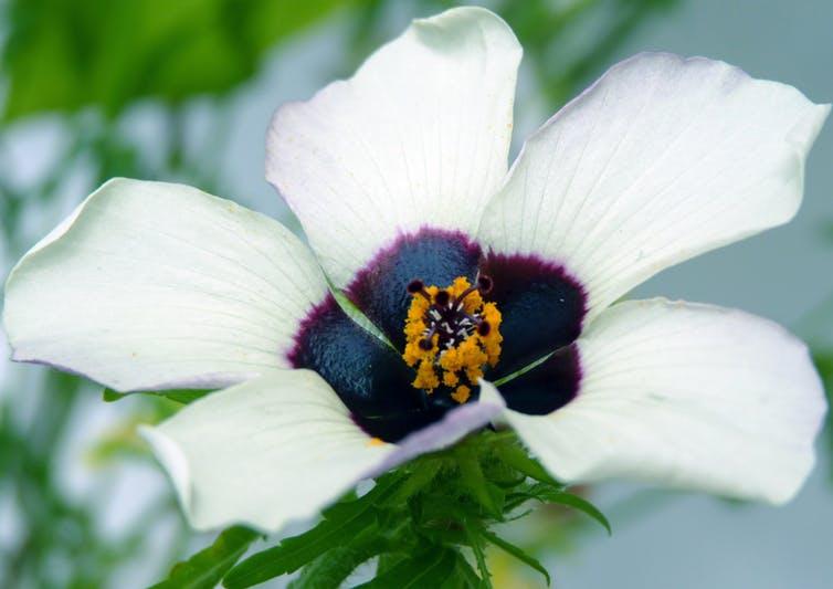 Bees can see a blue halo around the purple region.