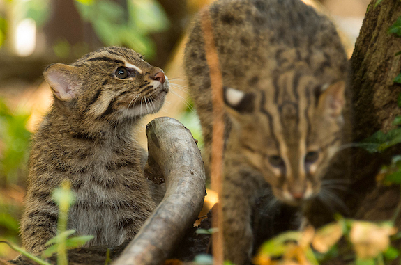 Cats-1.png