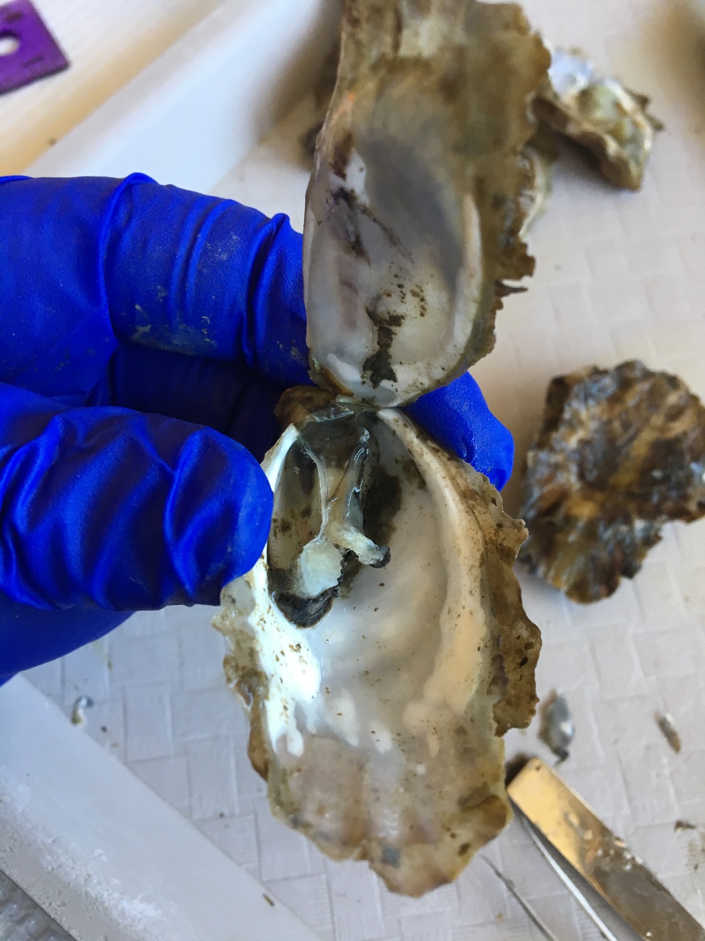 Dead Pacific oyster sampled