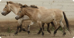 Phorses.jpg