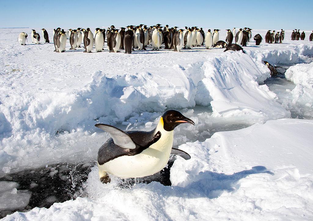 Emperor_Penguins,_Gould_Bay,_Antarctica_(16437100992).jpg