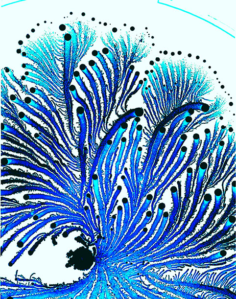 Vortex Blue (P. vortex), by Eshel Ben-Jacob