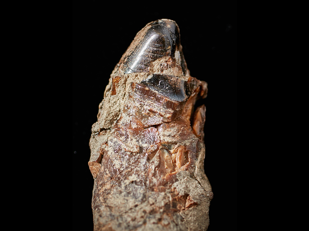 Close-up-of-Alfred-'s-tooth_credit_Ben-Healley-WR.jpg