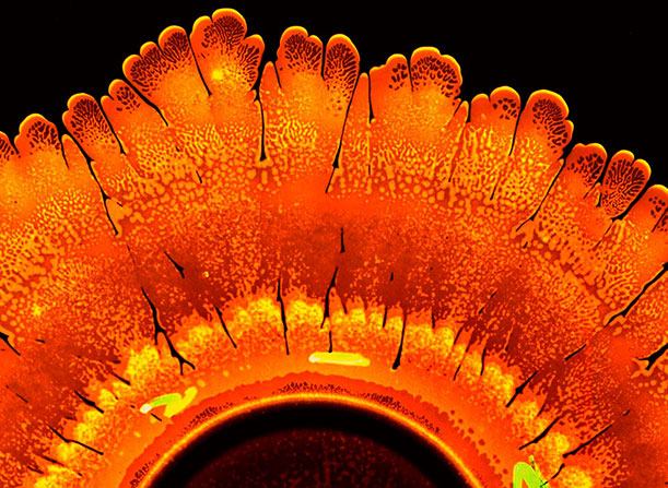 A close look at P. dendritiformis, by Eshel Ben-Jacob