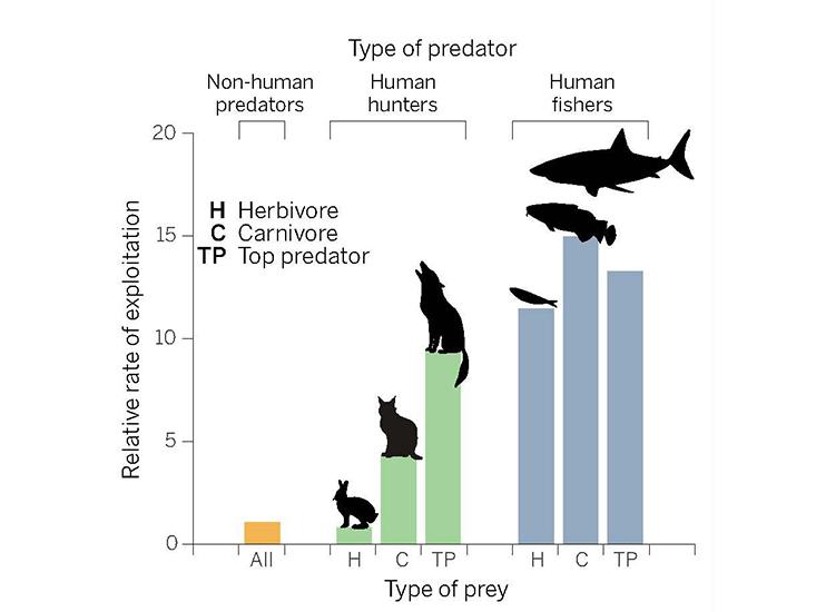 predators-chart.jpg