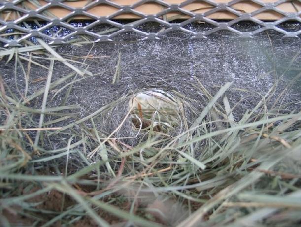 The squirrels clawed right through the steel fabric.