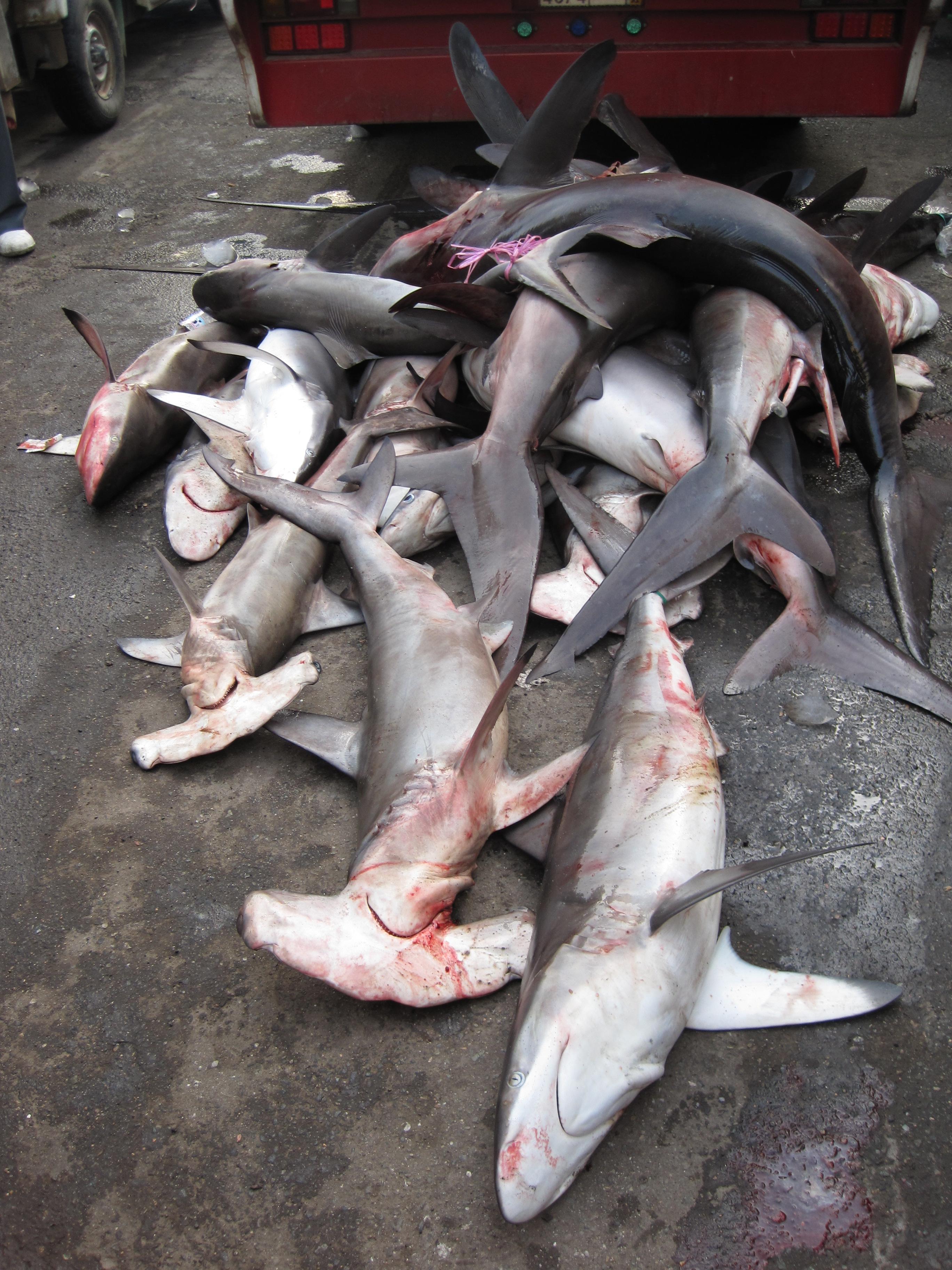 Mixed_sharks_fishmarket.jpeg