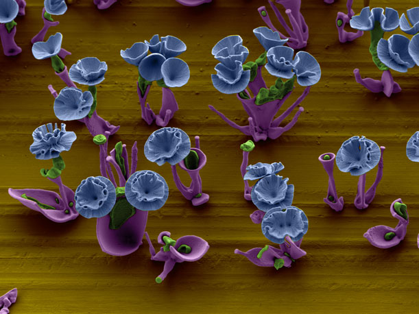 multi-colored-nanoflowers-Laura-Henriks-Wim-Noorduin.jpg