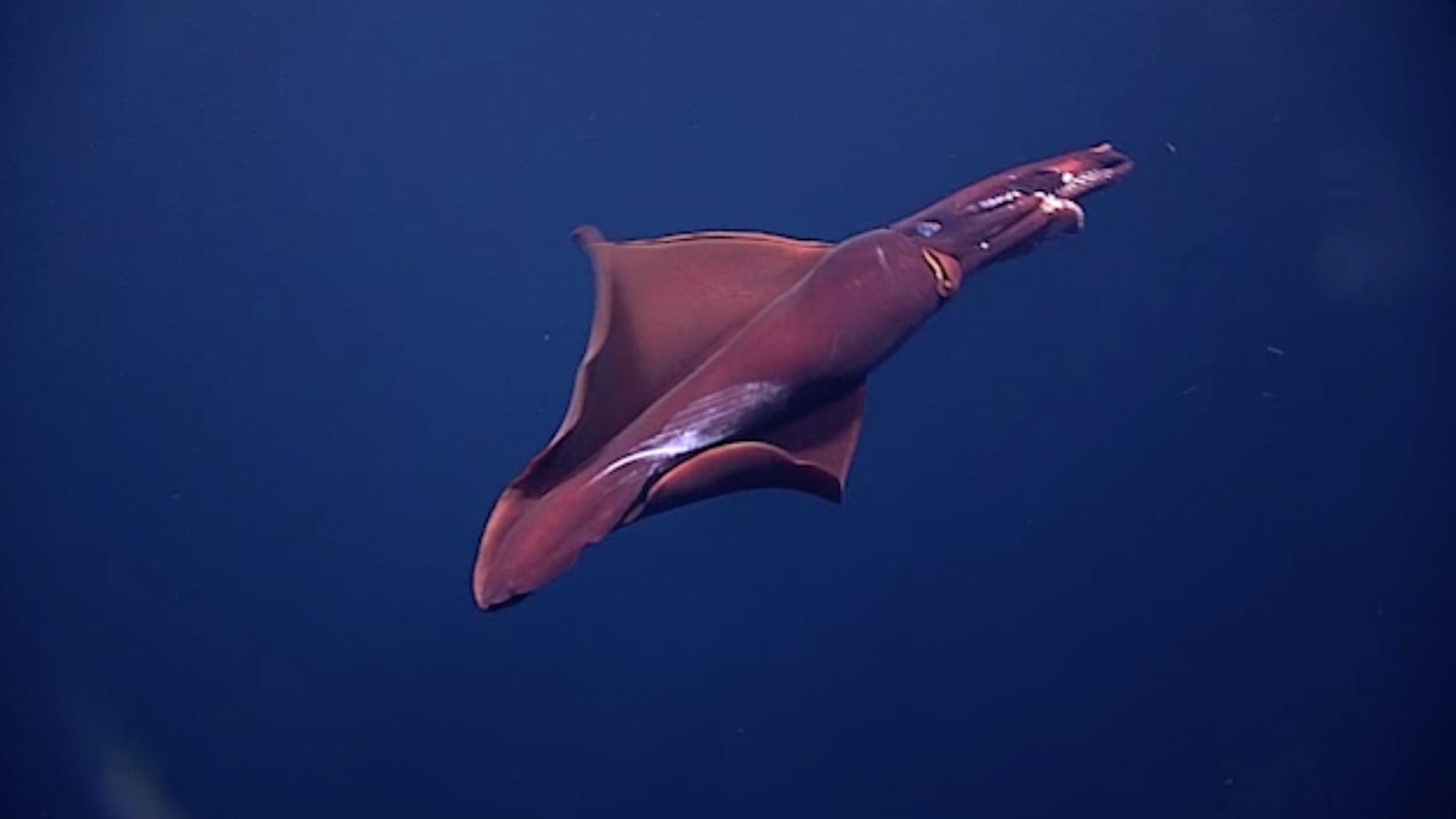 noaa-squid.jpg