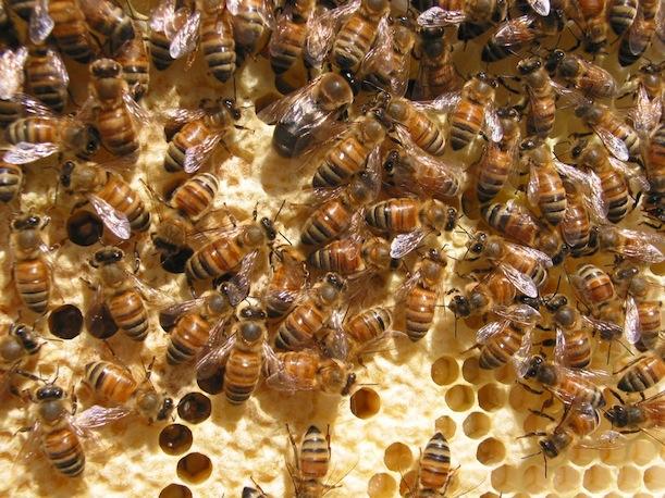 bees-2.jpg