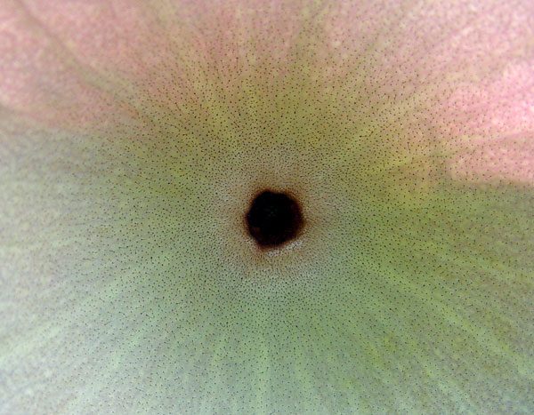 Hoodia