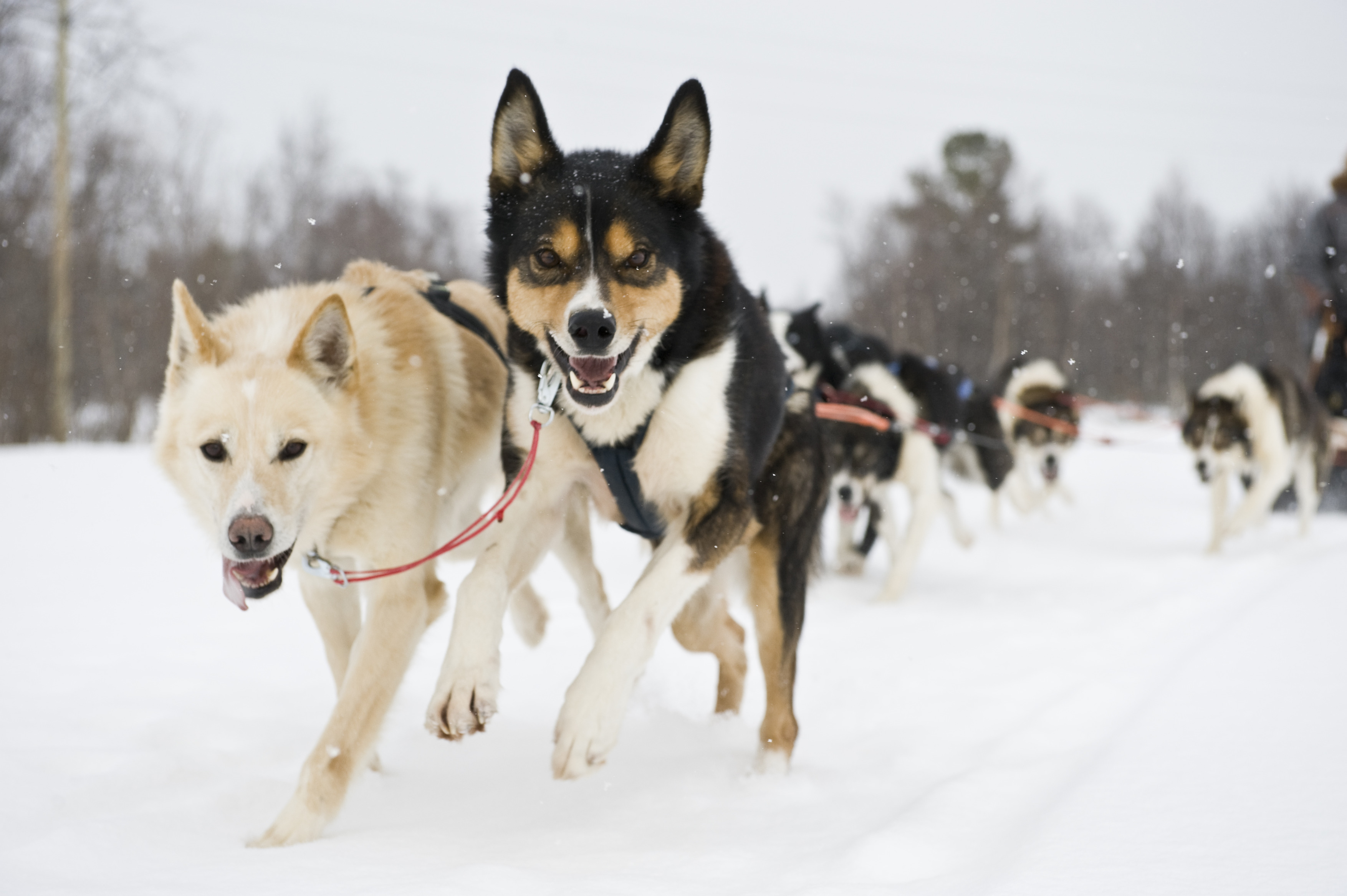 Dog-sledding-Finnmark--072009-99-0242.jpg