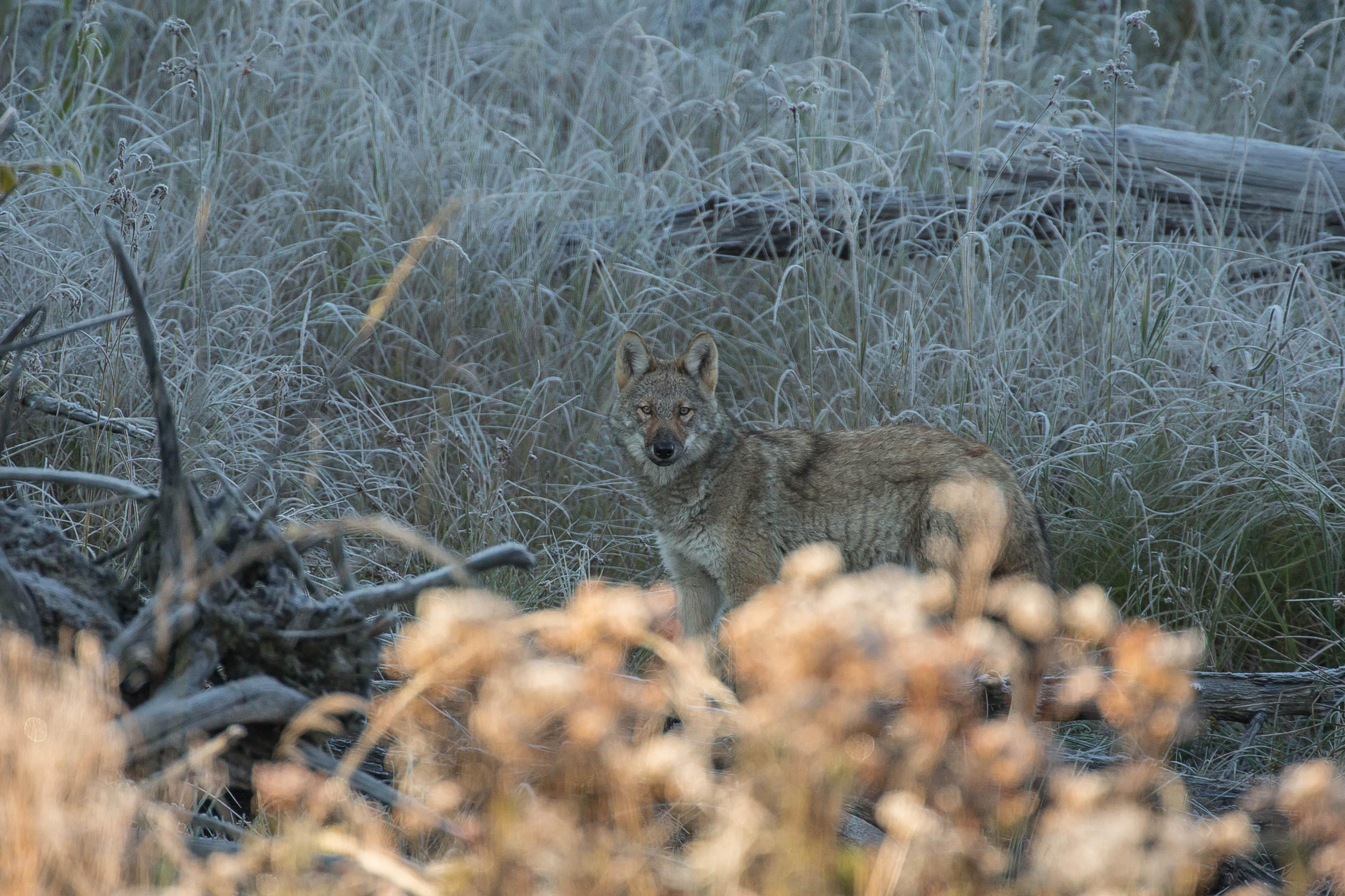 Algonquinwolfinfrostygrass.jpg
