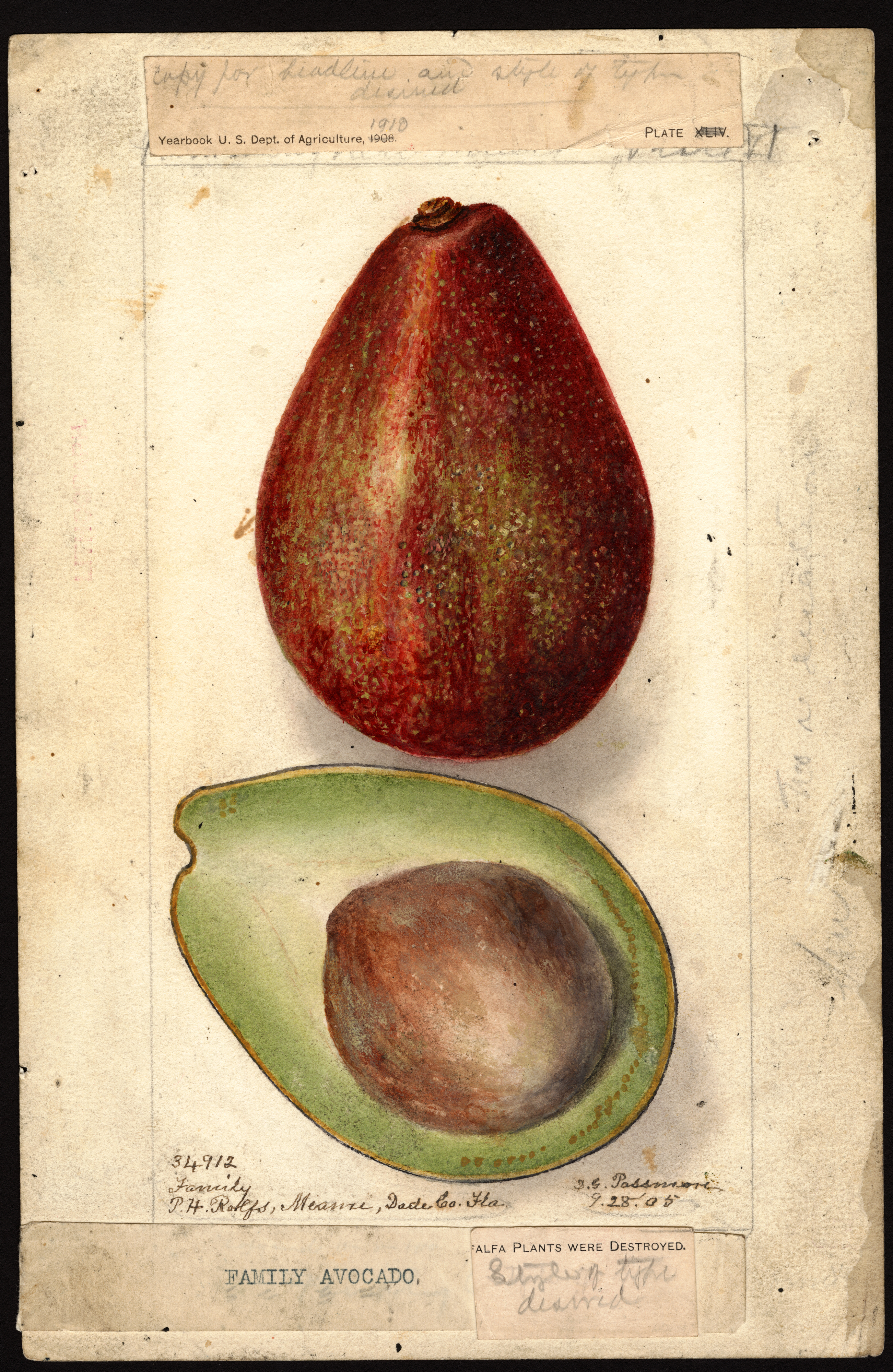 Avocado_PerseaAmericana_1905.jpg