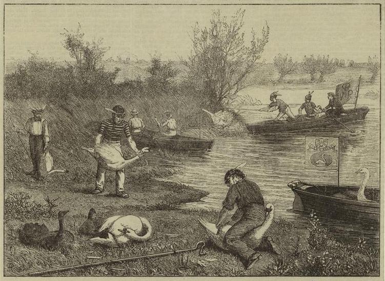 swan upping 1875.jpg