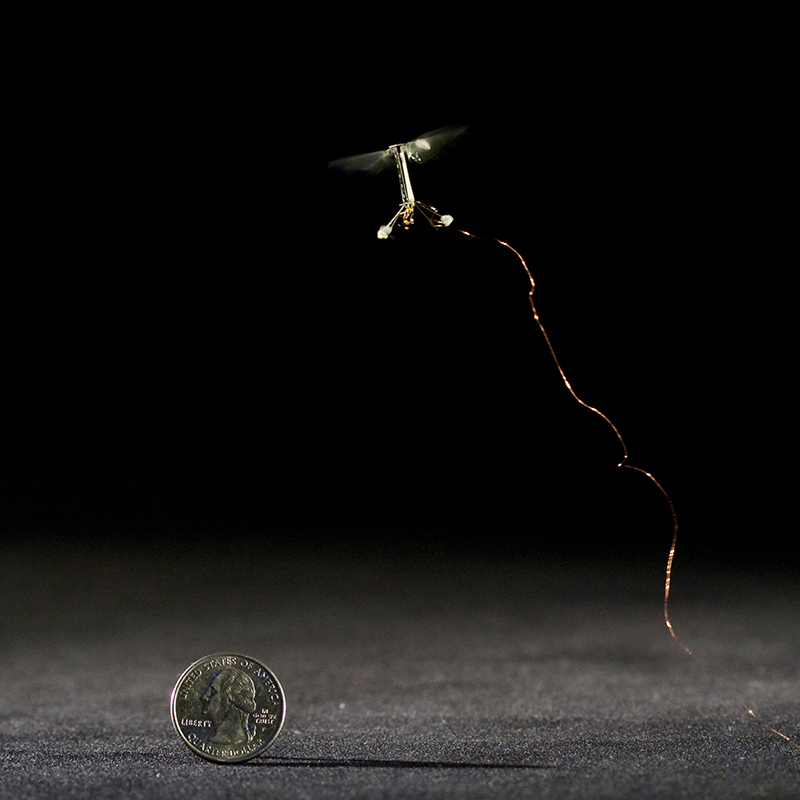 RoboticInsect2.jpg