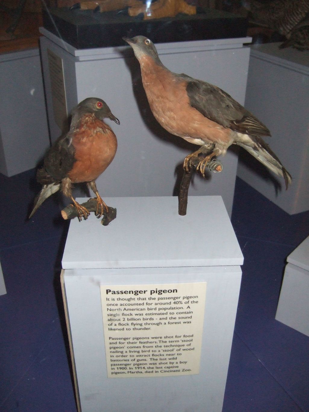 passenger pigeo