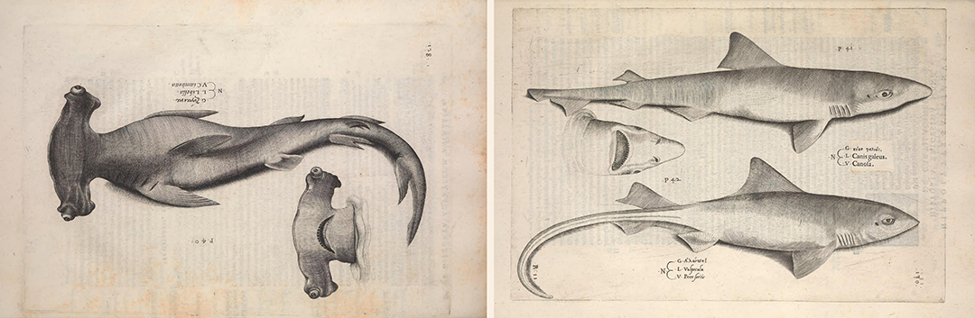hammerheadandcatshark.jpg