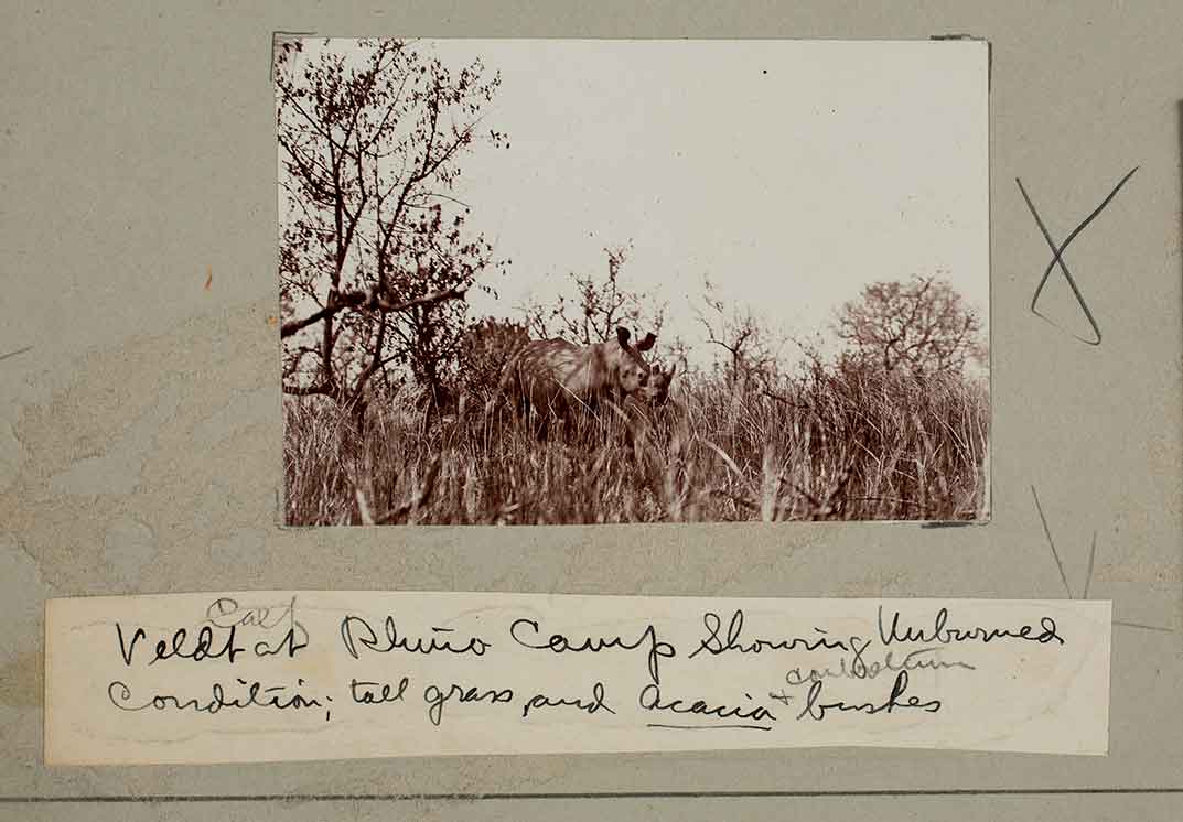 Rhino Camp